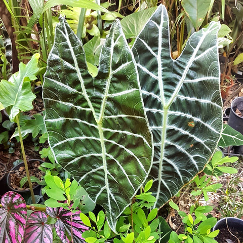 Mature alocasia longaloba var. watsoniana with two large black and white leaves.i