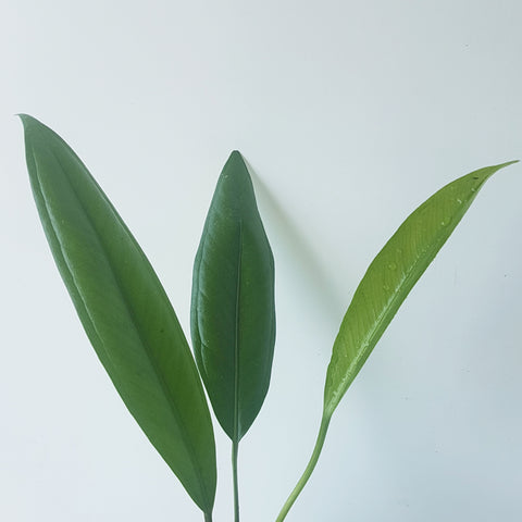 Anthurium bakeri, wide leaf form, showing leaf detail of three long, strappy green leaves.