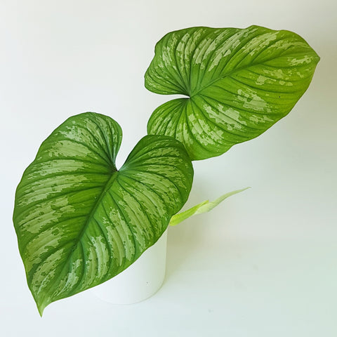 Philodendron silver cloud with two leaves.