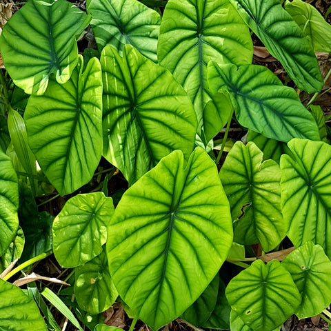 Alocasia clypeolata with multiple shield shaped leaves growing in situ.