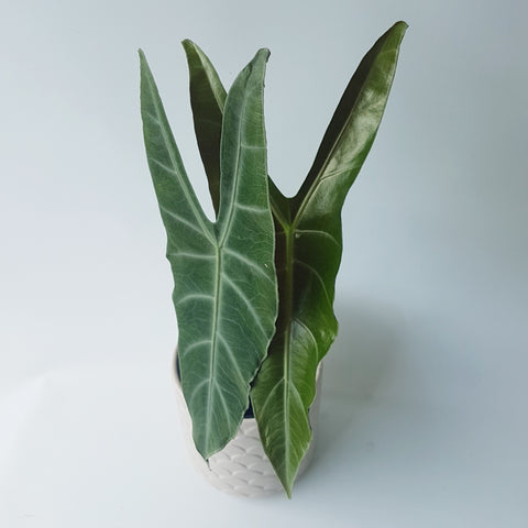 Alocasia longiloba with two long dark green leaves with white striped detail.