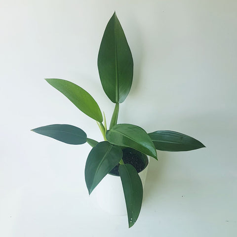 Philodendron martianum with multiple leathery green pointed leaves.